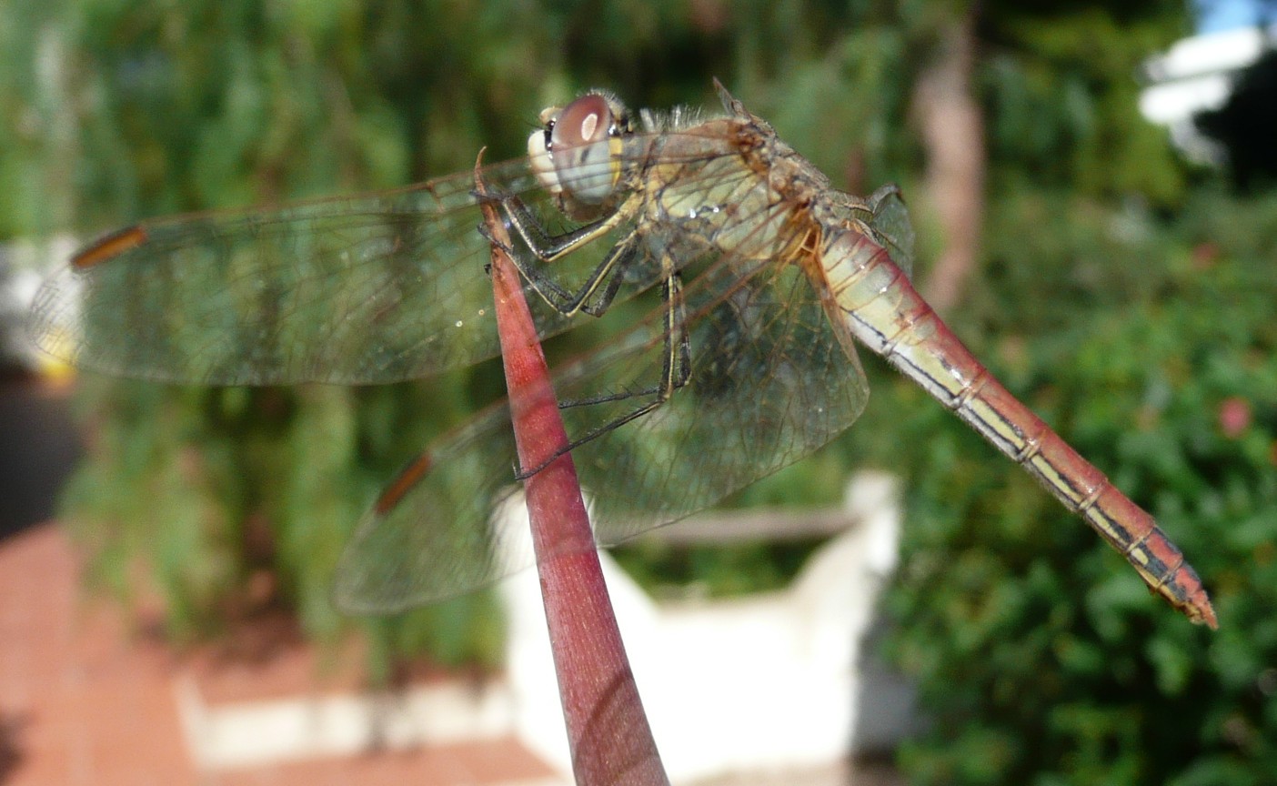 Sympetrum fonscolombii femmina